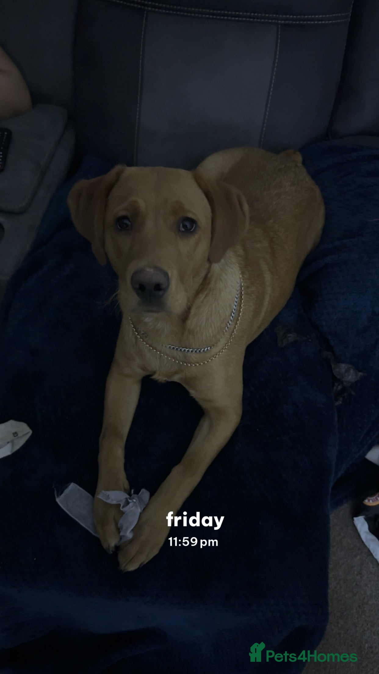 Labrador Retriever dogs Red Fox Lab Pedigree For Sale - Advert 9