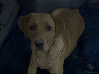 Labrador Retriever dogs Red Fox Lab Pedigree For Sale - Advert 4