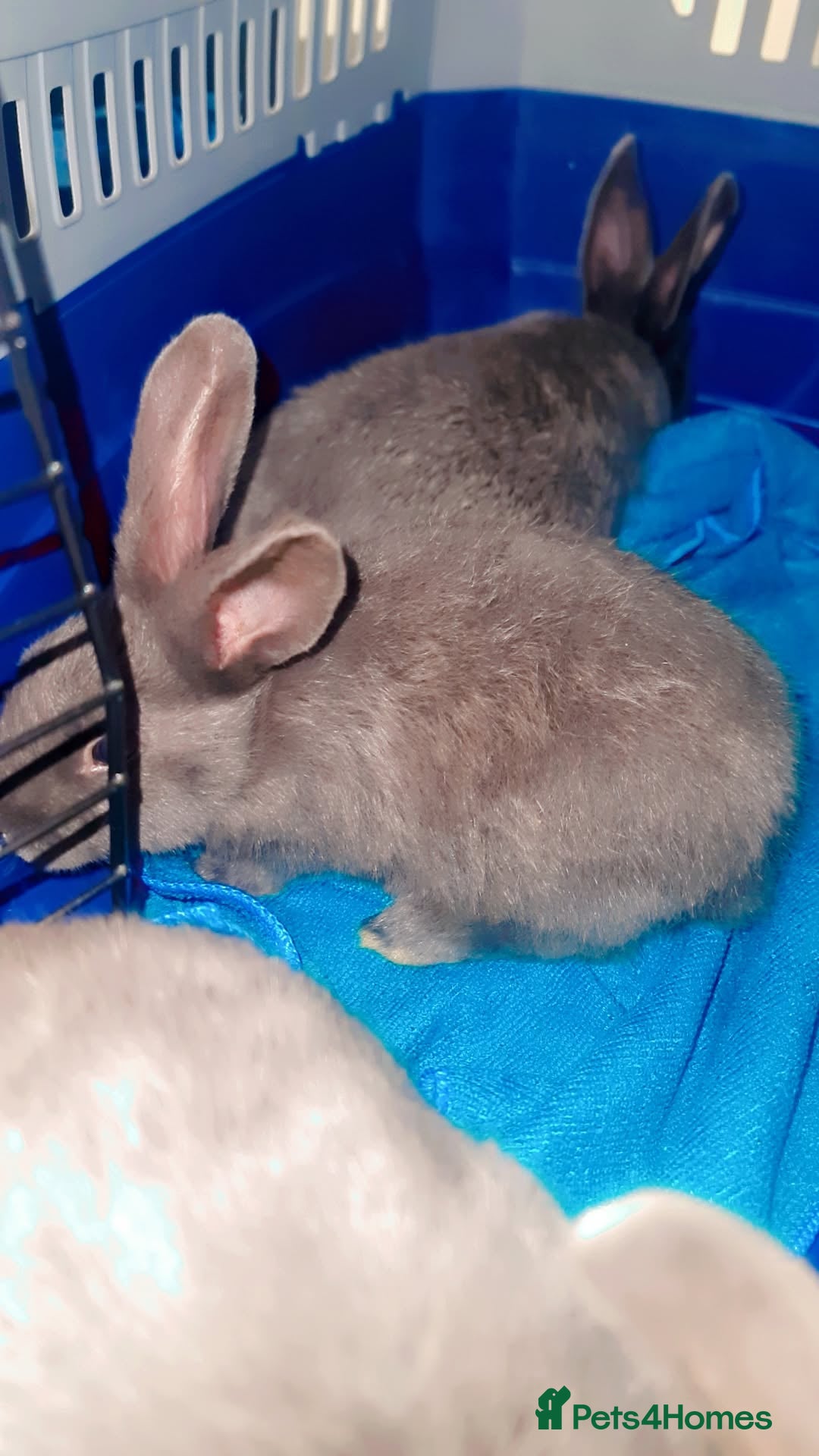 Alaska rabbits for sale: Alaskan rabbits - Advert 12