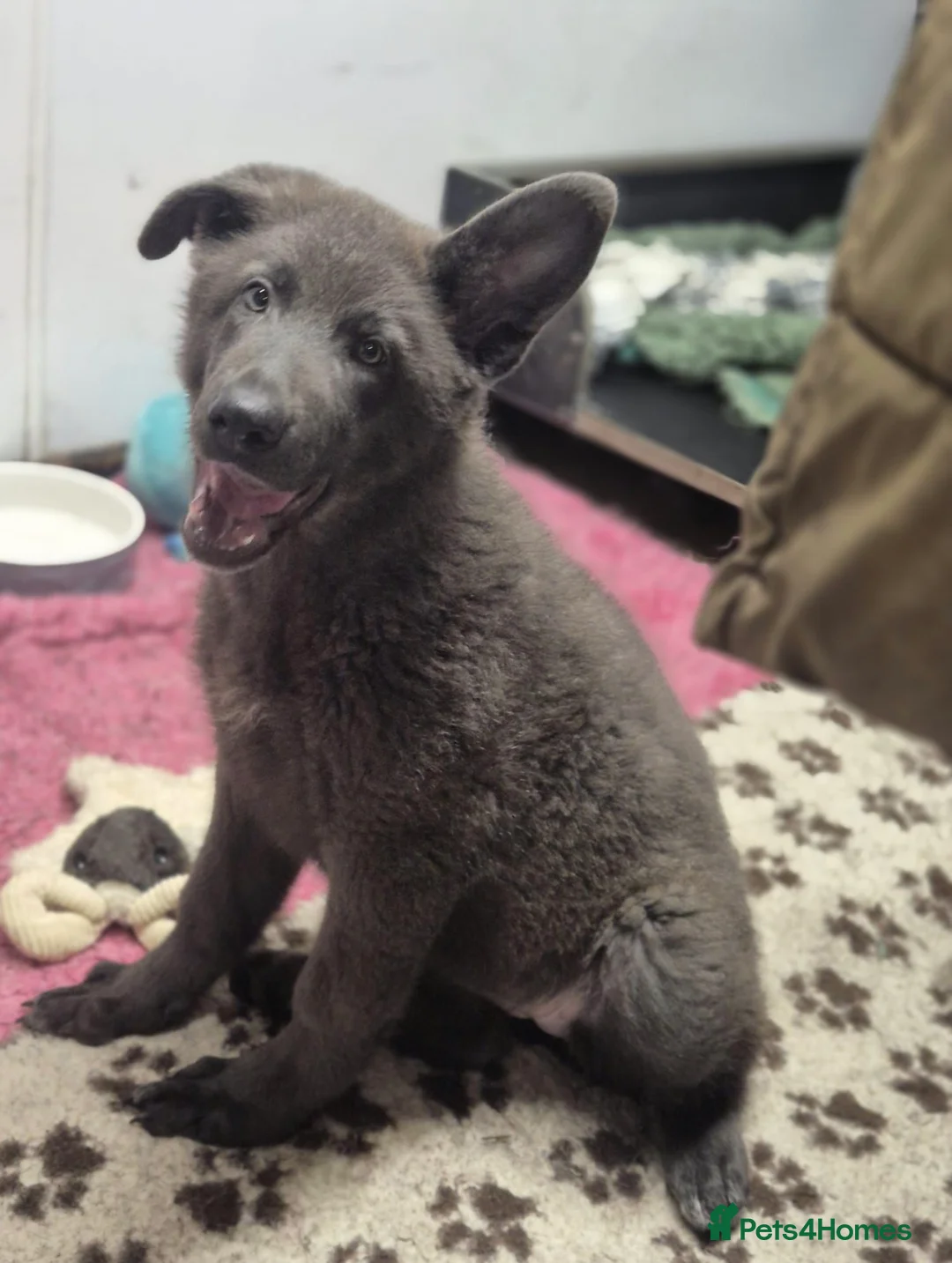 German Shepherd dogs for sale: Blue German Shepherd puppy - Advert 3