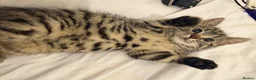 Mixed Breed cats for sale: Kittens  - Advert 6