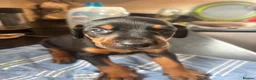 Dobermann dogs for sale: Beautiful Doberman puppues - Advert 21