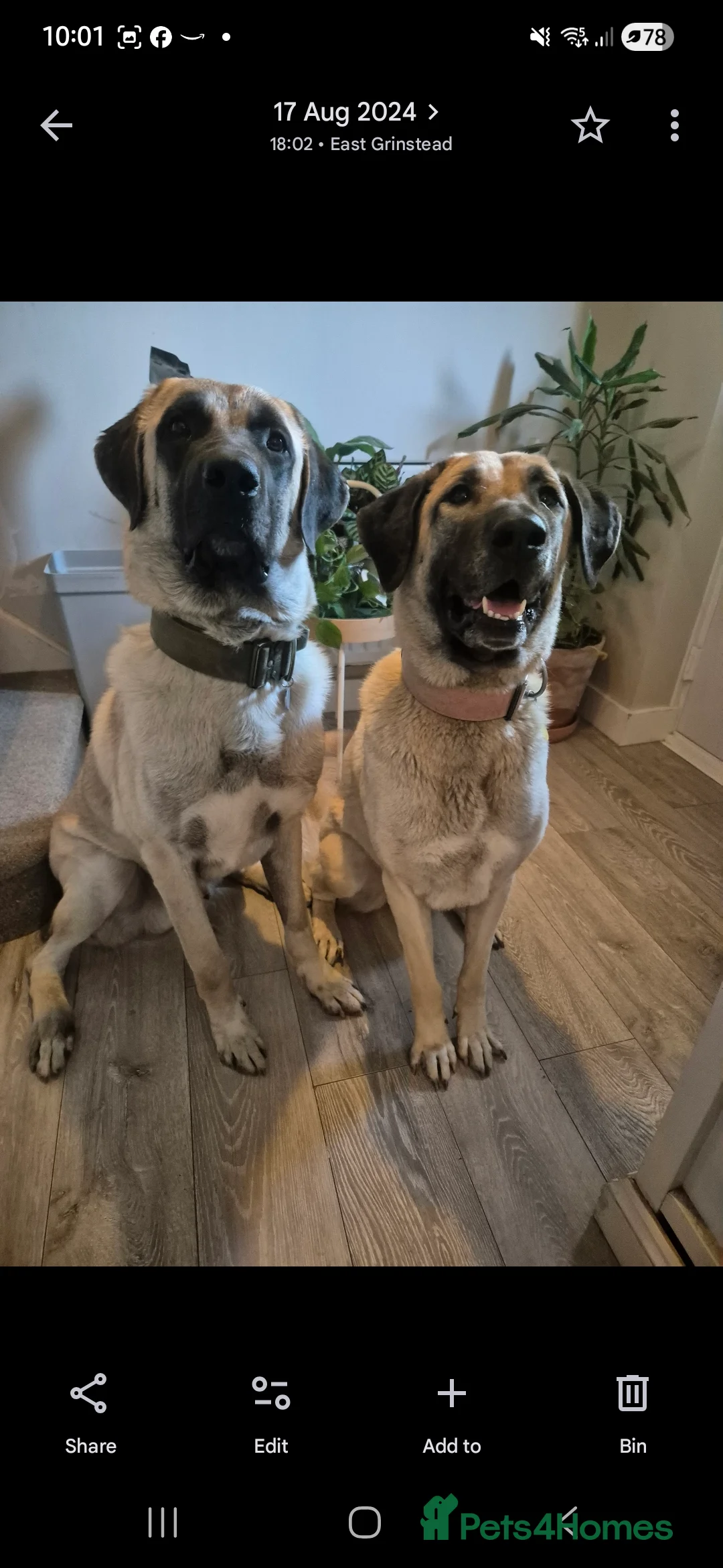 Turkish Kangal dogs for sale: Female Kangals - Advert 1