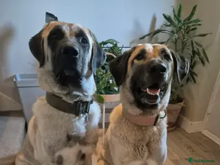 Turkish Kangal dogs Female Kangals - Advert 2
