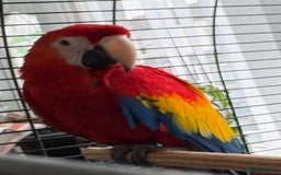 Macaws birds for sale: BABY MALE SCARLET MACAW WITH CITIES AND DNA PAPERS - Image 8