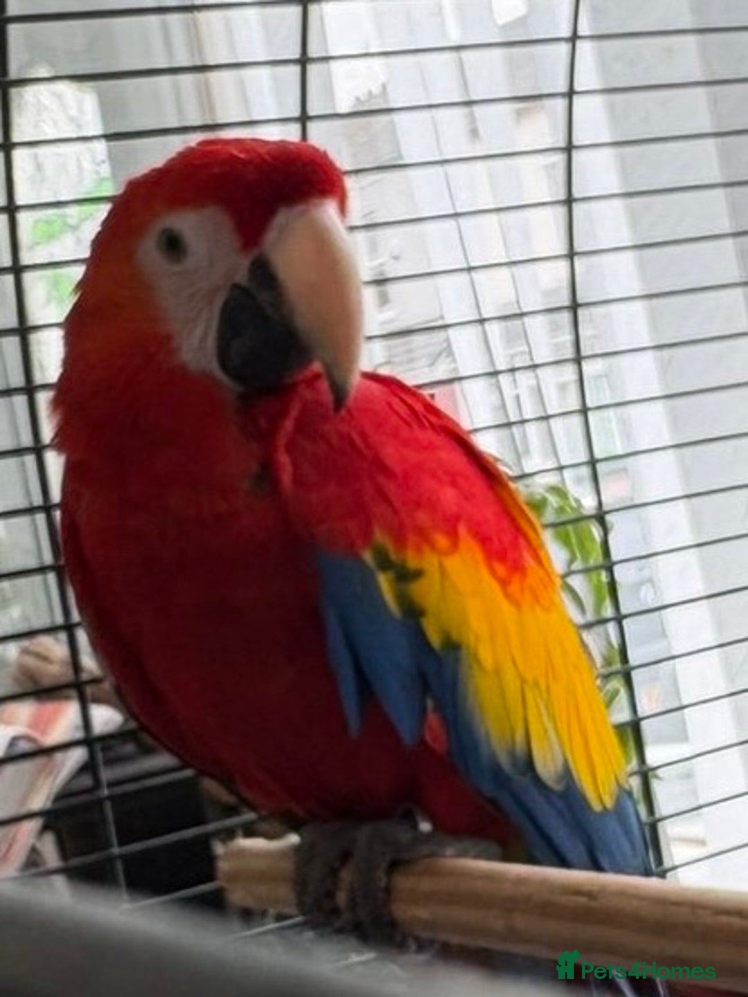 Macaws birds for sale: BABY MALE SCARLET MACAW WITH CITIES AND DNA PAPERS - Image 8