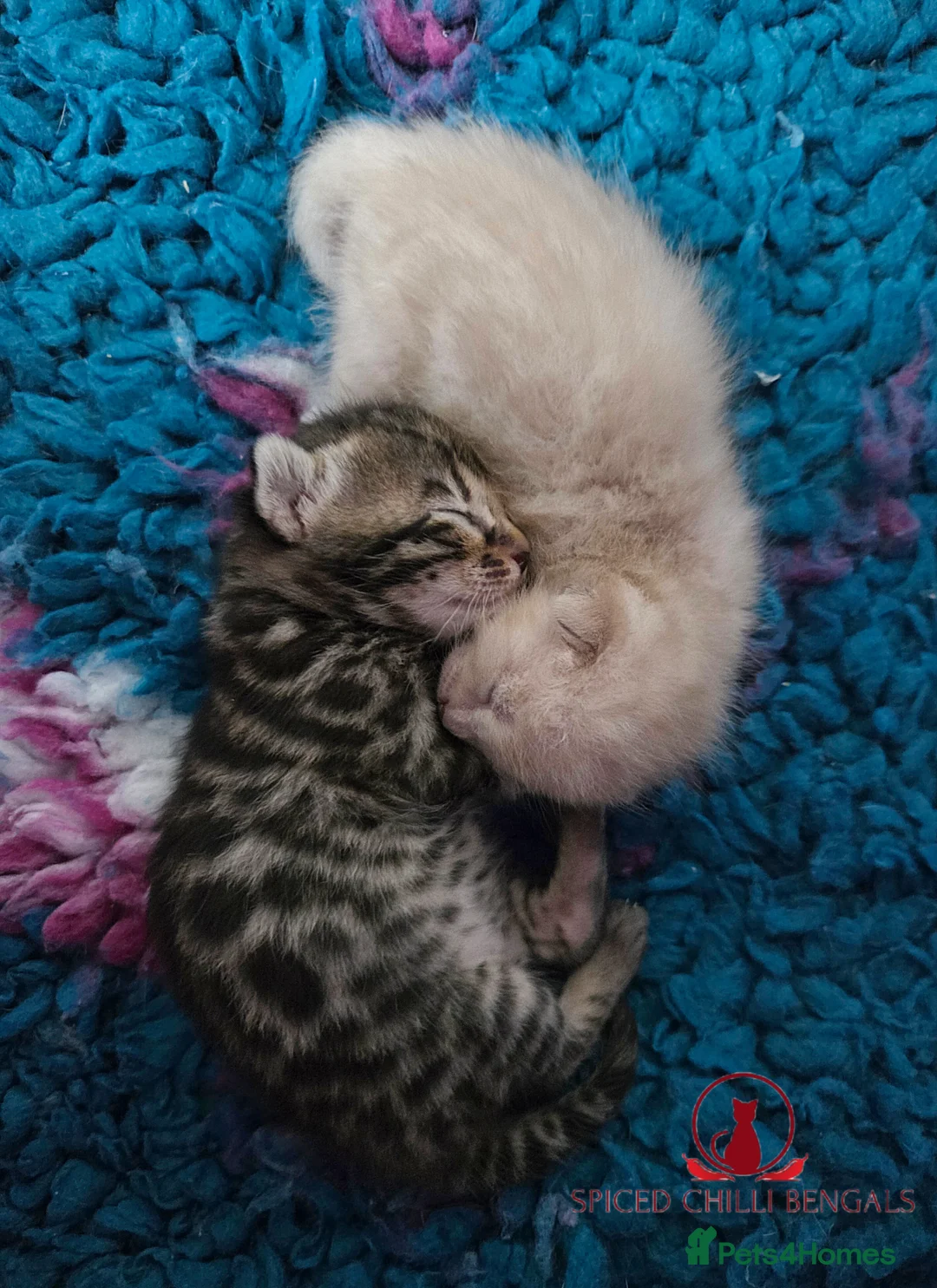 Bengal cats for sale: 🌟6 x CHAMPION BENGALS KITTENS🌟 - Advert 8