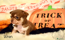 Chihuahua dogs for sale: Stunning chihuahua puppies - Image 1