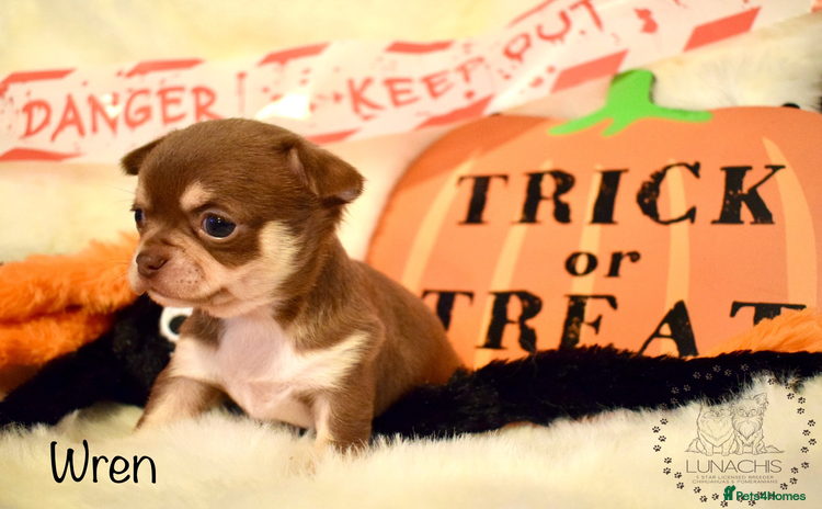 Chihuahua dogs - Advert 1