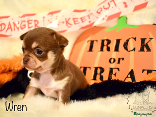 Chihuahua dogs - Advert 3