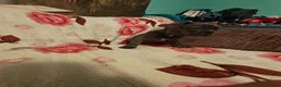 French Bulldog dogs for sale: French bulldog puppies  - Advert 7