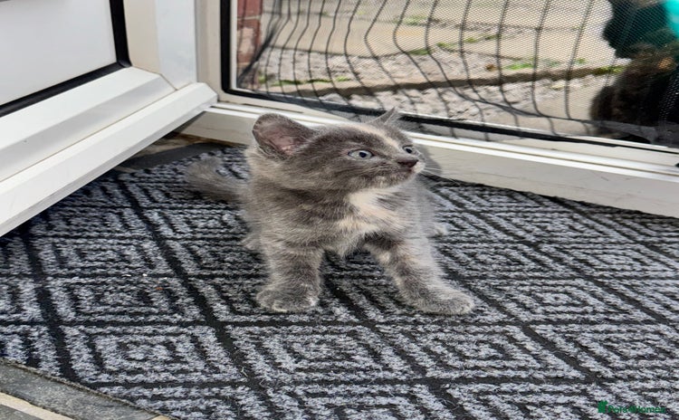 British Shorthair cats - Advert 14