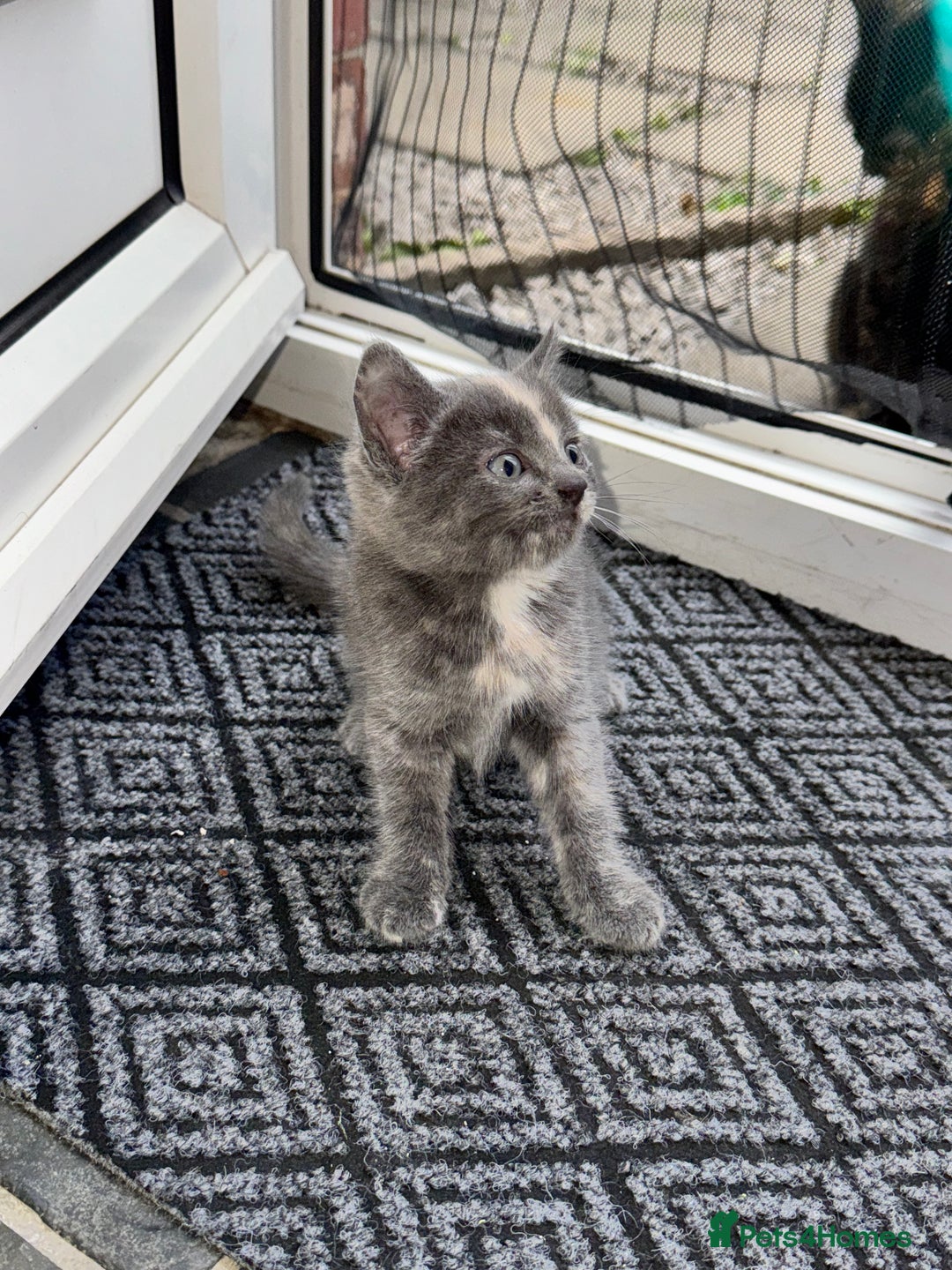 British Shorthair cats for sale: ONE female black Kitten ready to leave today!  - Image 3