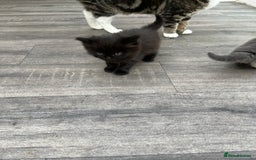 Mixed Breed cats for sale: Very friendly beautiful fluffy kittens  - Image 20