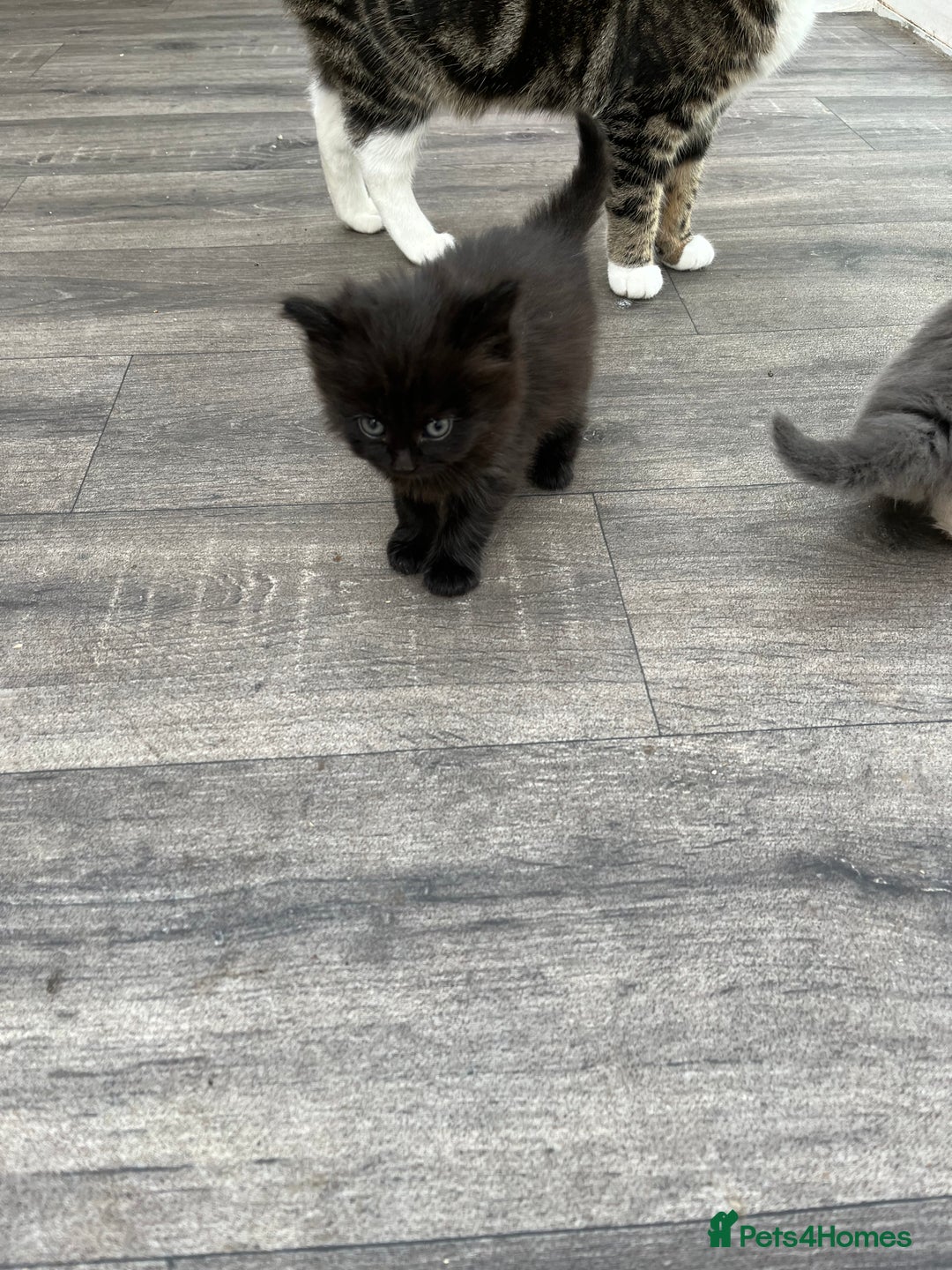 Mixed Breed cats for sale: Very friendly beautiful fluffy kittens  - Image 20