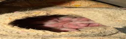 Ferret rodents for sale: Mixed litter of ferrets for sale - Advert 3