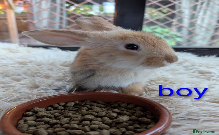 English Lop rabbits - Advert 1