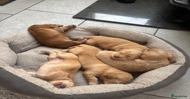Mixed Breed dogs - Advert 7