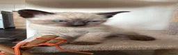 Mixed Breed cats for sale: Beautiful kittens - Advert 17