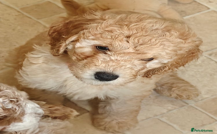 Cockapoo dogs - Advert 6