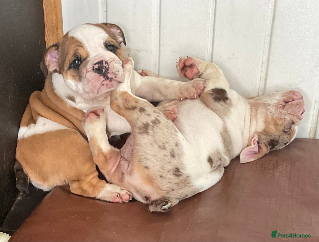 English Bulldog dogs for sale:  ENGLISH RED+WHITE MALE BULLDOG READY TO GO FRIDAY - Image 5