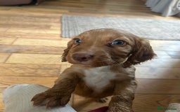 Cocker Spaniel dogs for sale: registered cocker spaniel pup for sale - Image 13