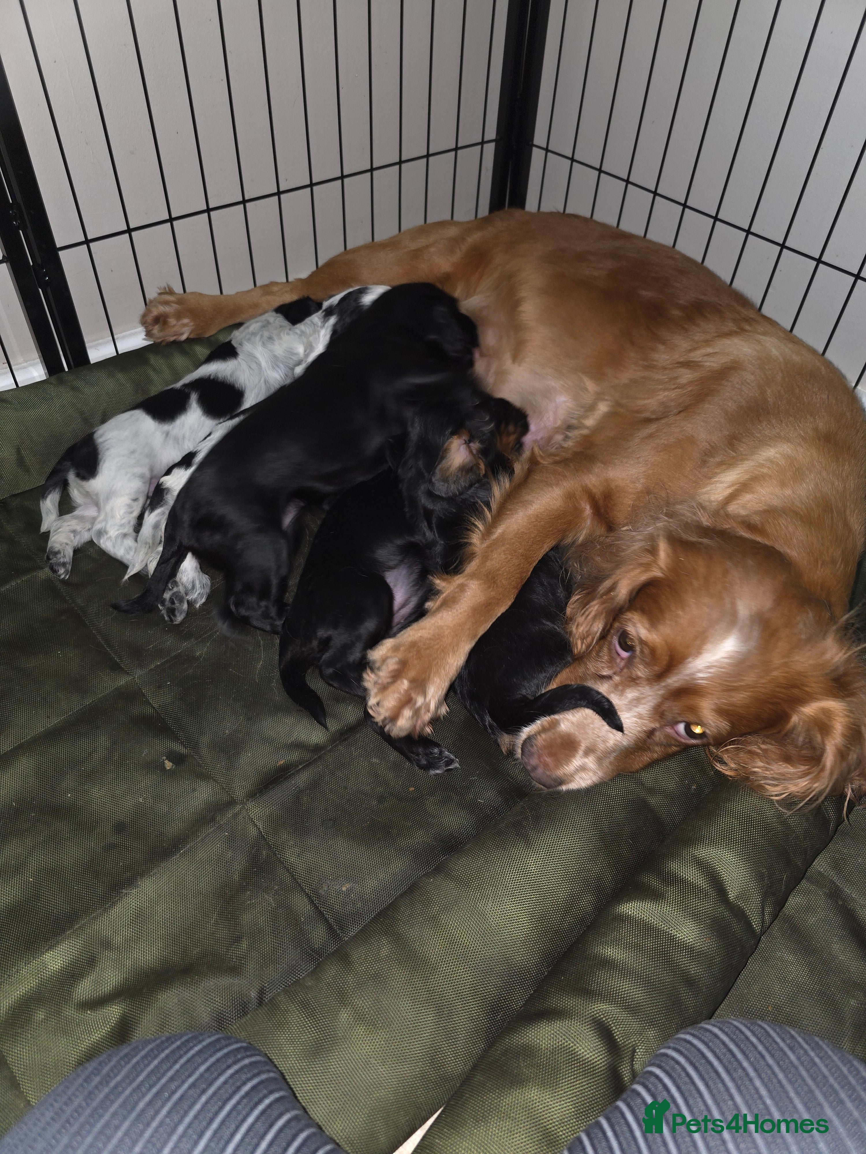 Cocker Spaniel dogs 3 left Working cocker spaniel puppies  - Advert 1