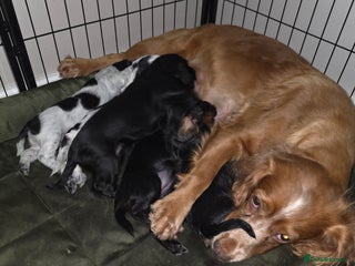 Cocker Spaniel dogs Working cocker spaniel puppies - Advert 2