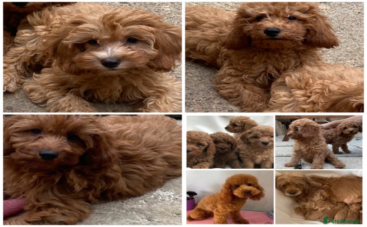 Cavapoo dogs - Advert 1