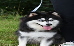 Pomsky dogs for sale: Genuine F4 Pomsky puppies (Health tested parents)  - Image 20