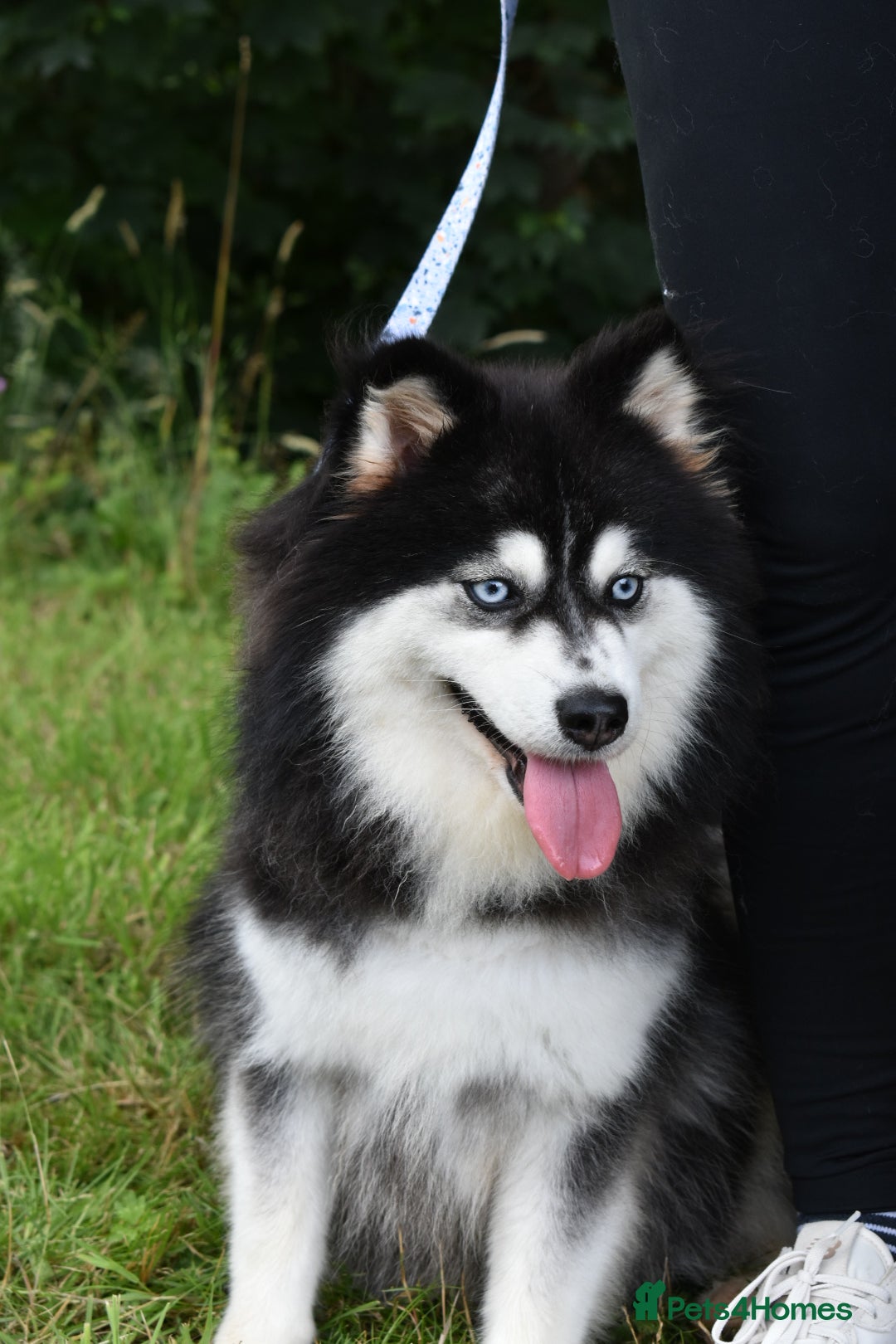 Pomsky dogs for sale: Genuine F4 Pomsky puppies (Health tested parents)  - Image 20