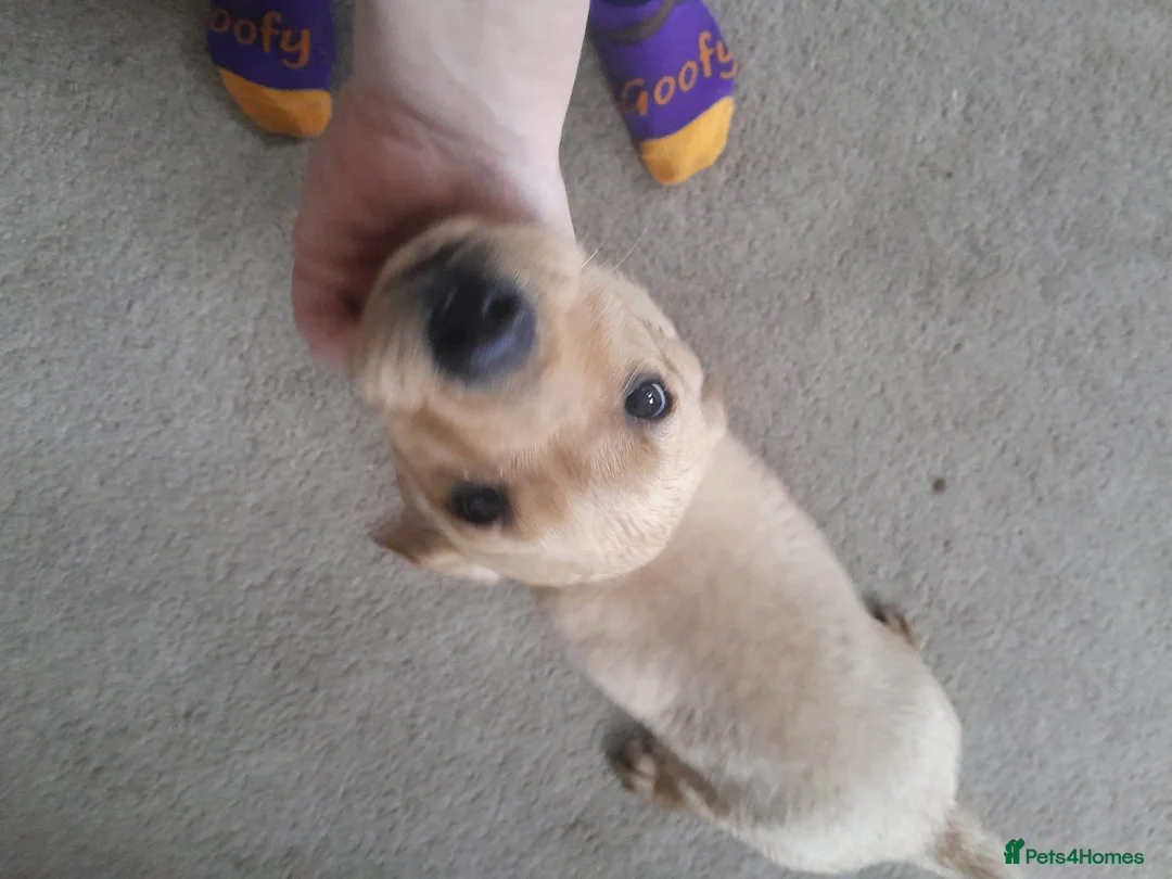 Labrador Retriever dogs for sale: Two female pups wanting their forever loving home - Advert 3