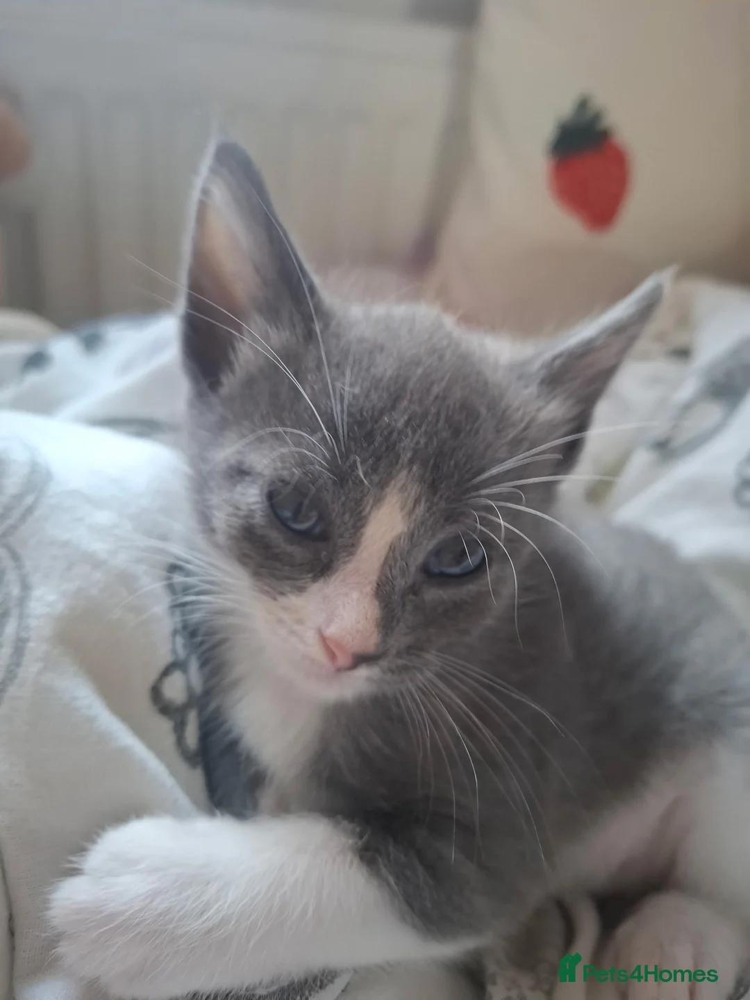 Mixed Breed cats for sale:  Beautiful Maine Coon Mix Kittens - Advert 2
