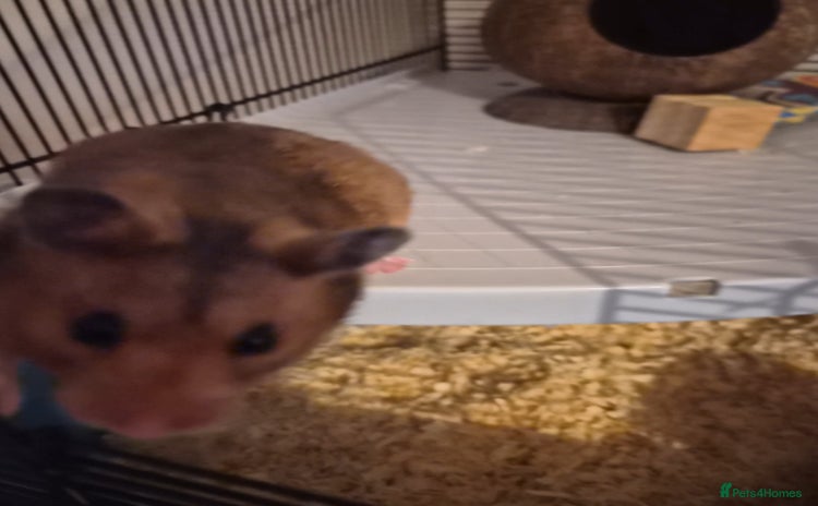 Hamster rodents - Advert 1