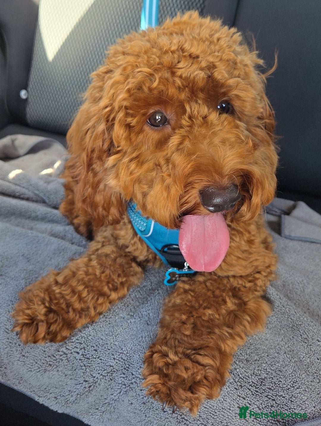 Cockapoo dogs for sale: Fox Red F1b Cockapoo Male - Image 5