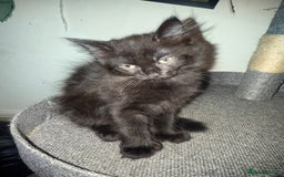 British Longhair cats for sale: 1 long fur polydactyl male kitten  - Image 1