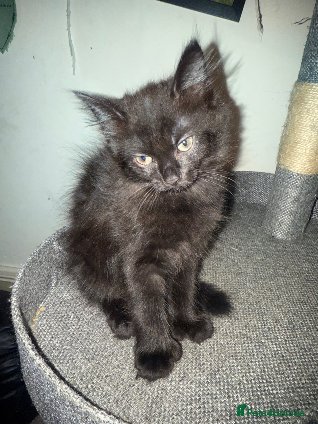British Longhair cats for sale: 1 long fur polydactyl male kitten  - Image 1