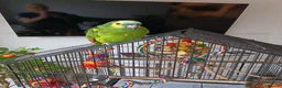 Parrots birds for sale: Blue fronted Amazon 8months - Advert 6