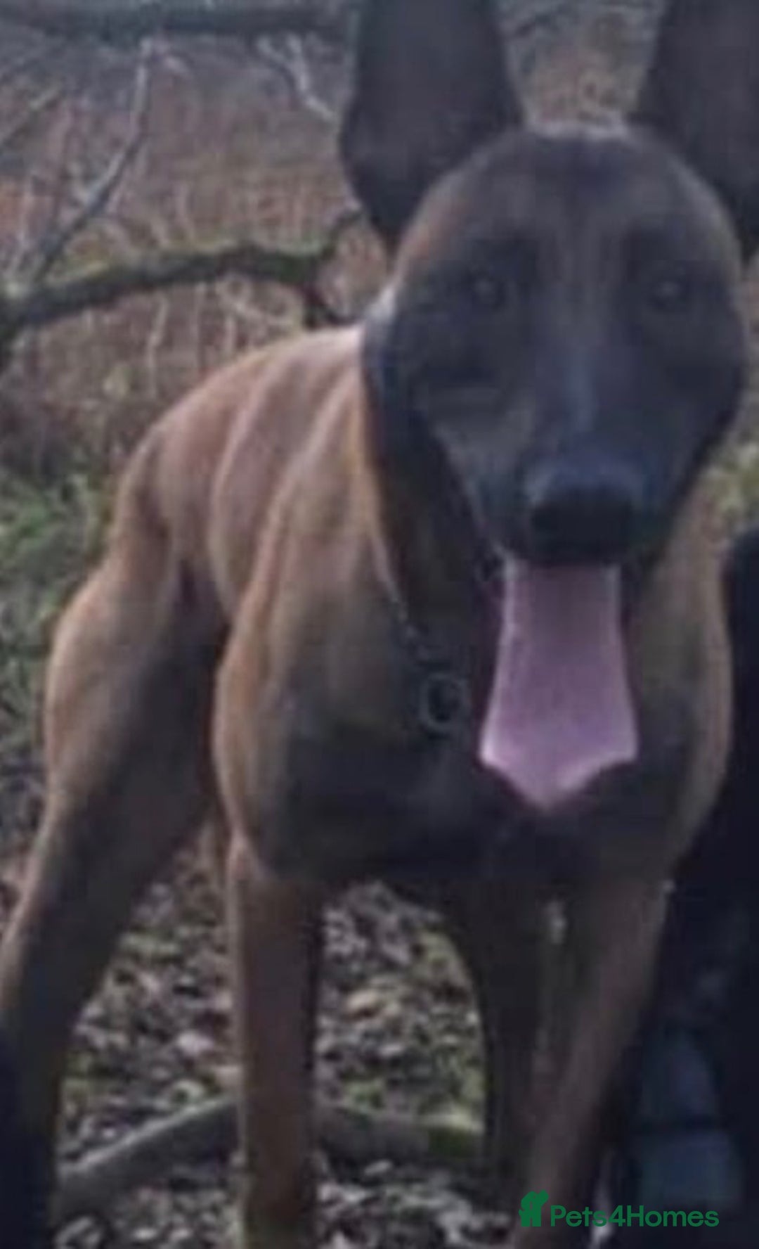 Mixed Breed dogs for sale: Shepinios puppies  - Advert 4