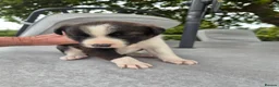 Border Collie dogs for sale: Border collie puppy 1 dog available  - Advert 10