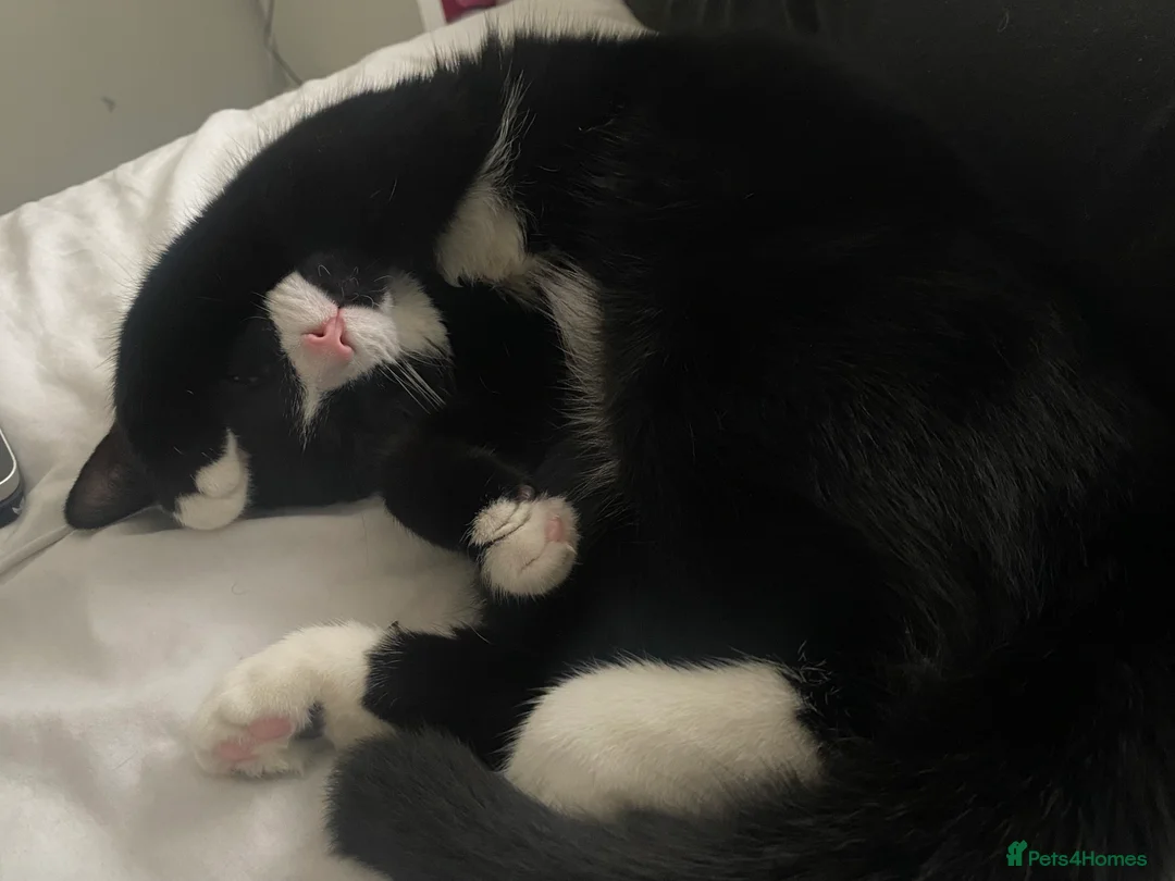Bombay cats for sale: Black and white cat named -(Onyx)  - Advert 2