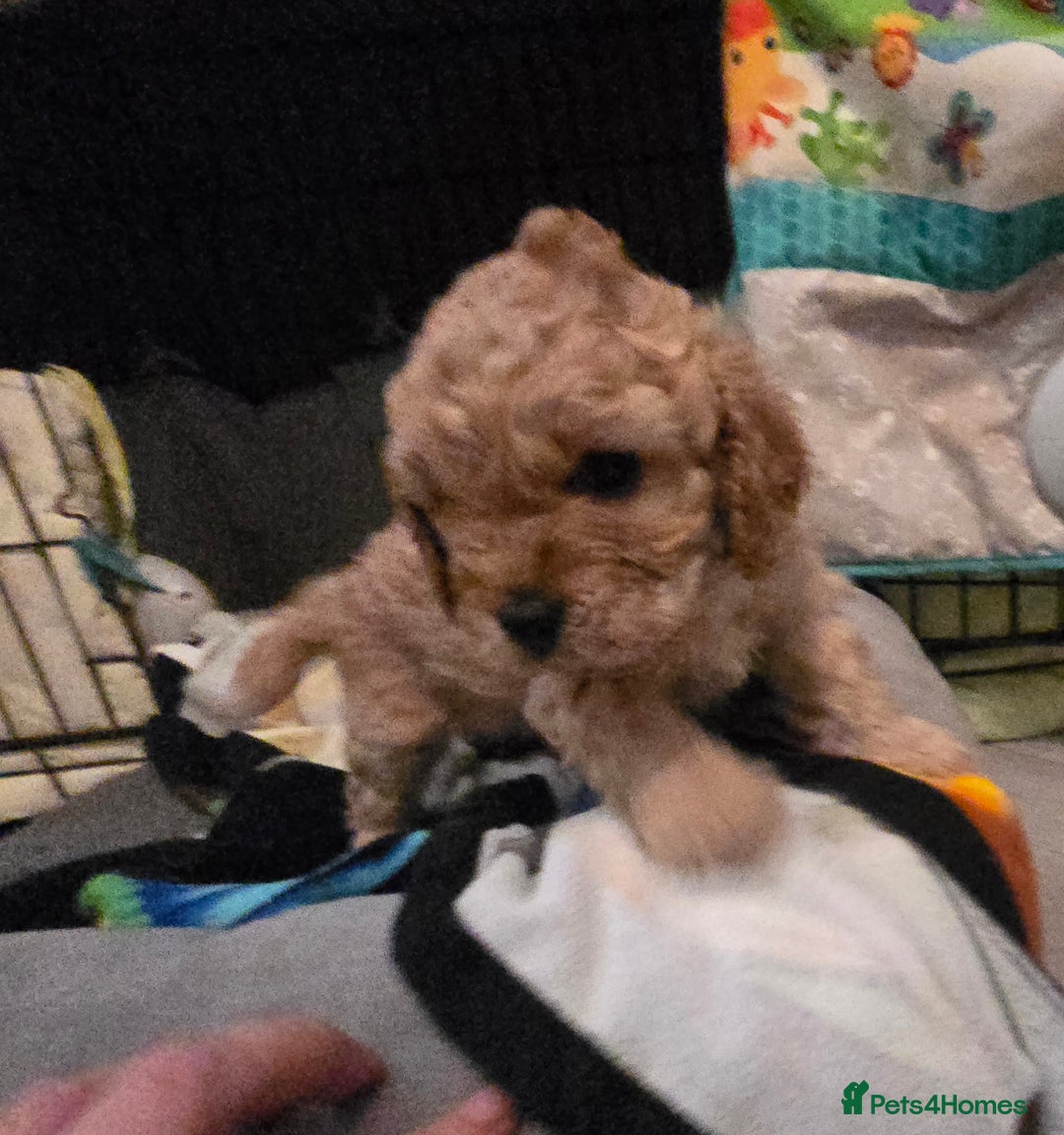 Cavapoo dogs for sale: Teddy bear cavapoo  - Advert 22