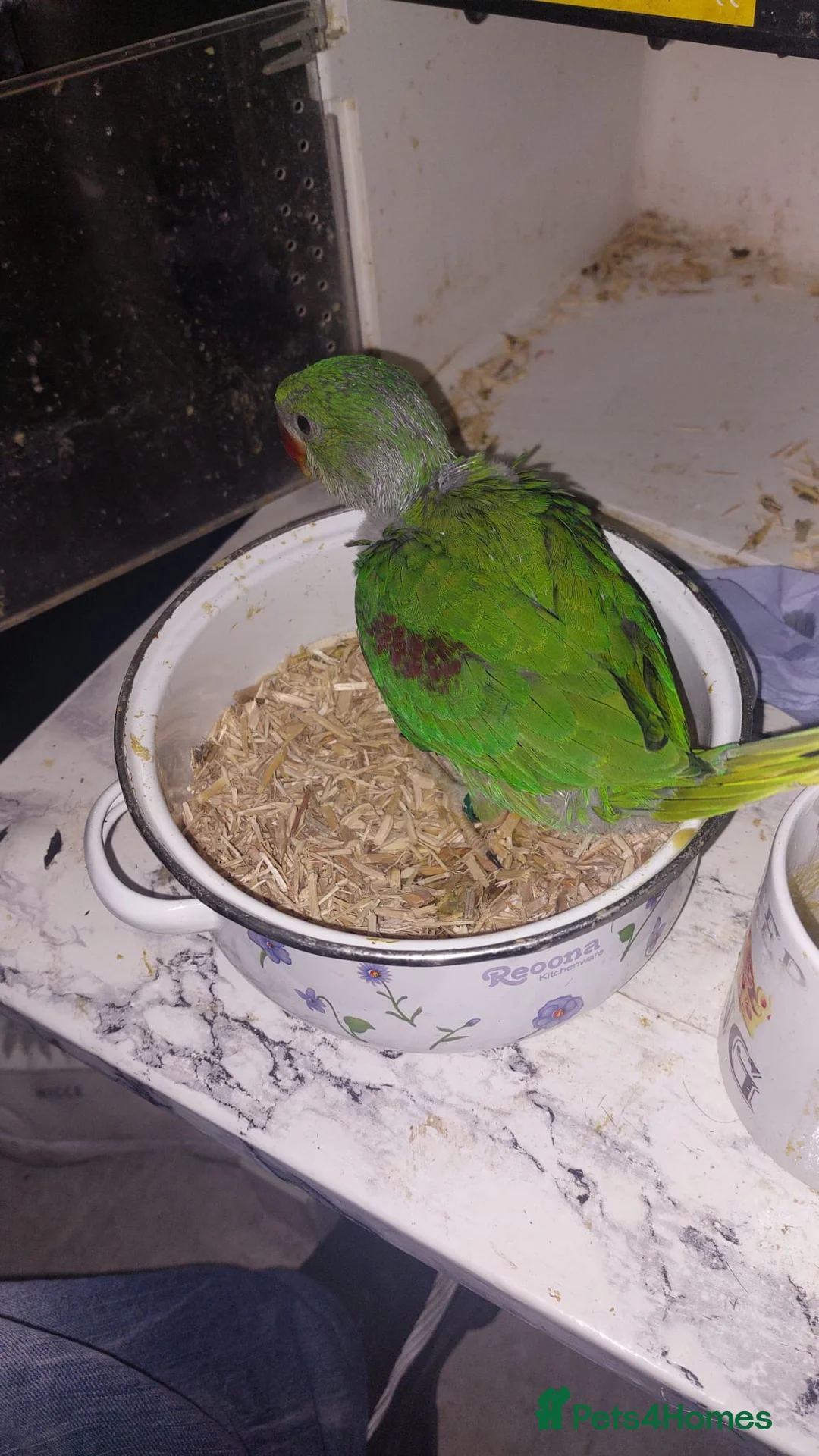 Parrots birds for sale: Alexandrine Baby Parrort  - Advert 2