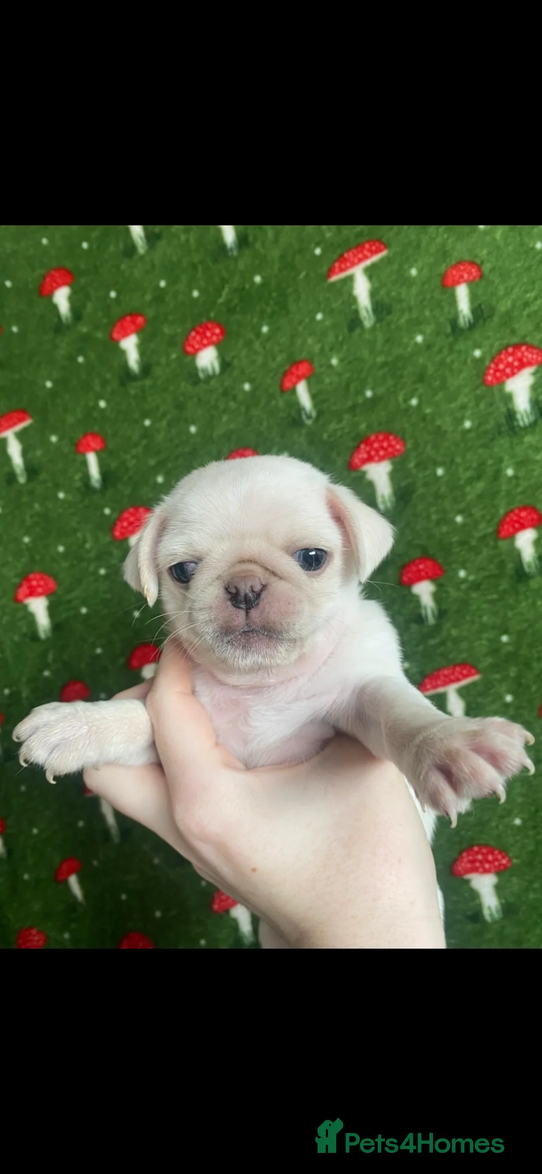 Pug dogs for sale: Beautiful pugs for sale  - Advert 4