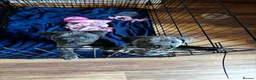 Staffordshire Bull Terrier dogs for sale: Blue Staffordshire bull terrier pups - Advert 9