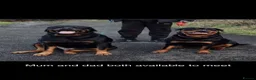 Rottweiler dogs for sale: Exceptional huge Rottweiler pups - Advert 6