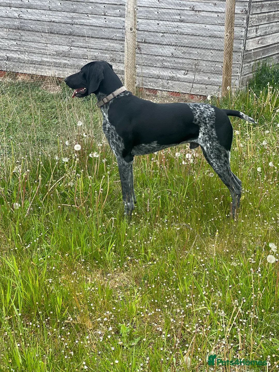 German Shorthaired Pointer dogs for stud: KC Reg German Shorthair Pointer for Stud in Bridlington - Advert 7