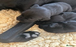 Labrador Retriever dogs for sale: Black Labrador puppies, KC reg  - Image 21