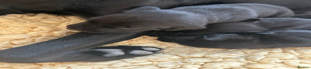 Labrador Retriever Puppy 10