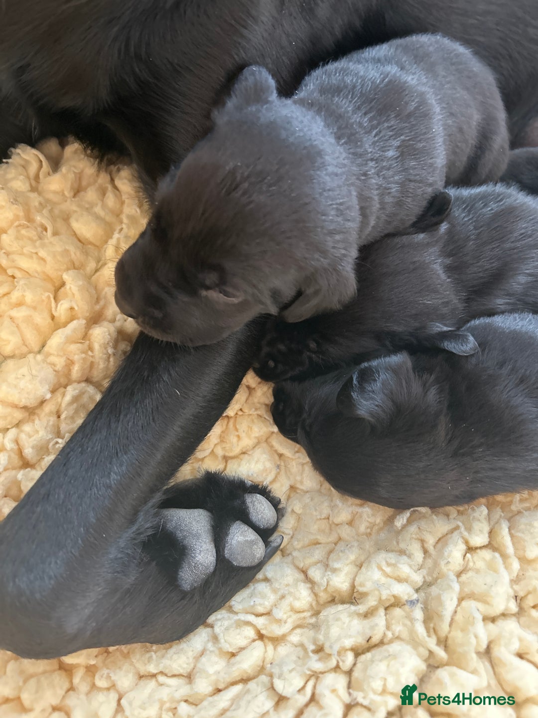 Labrador Retriever dogs for sale: Black Labrador puppies, KC reg  - Image 21